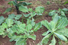 Brassica