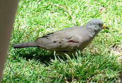 Columbina cruziana