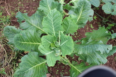 Brassica