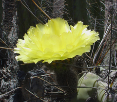 Corryocactus brevistylus