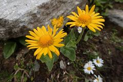 Doronicum clusii
