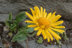 Doronicum clusii