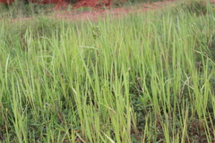Poaceae