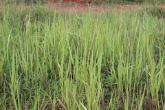 Poaceae