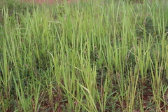 Poaceae