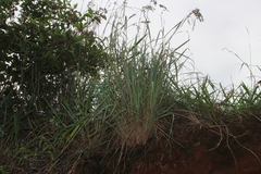 Poaceae