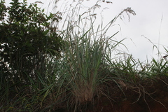 Poaceae