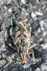Coniocleonus excoriatus