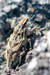 Coniocleonus excoriatus