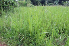 Poaceae