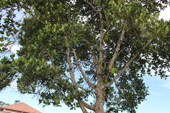 Artocarpus heterophyllus