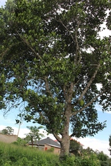 Artocarpus heterophyllus