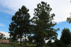 Pinus