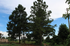 Pinus