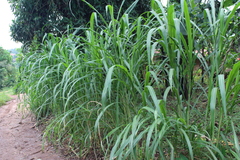 Panicoideae