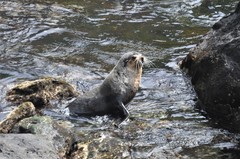 Arctocephalus tropicalis