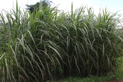 Panicoideae