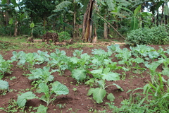 Brassica