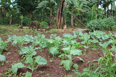 Brassica