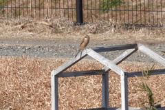 Lanius bucephalus