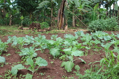 Brassica