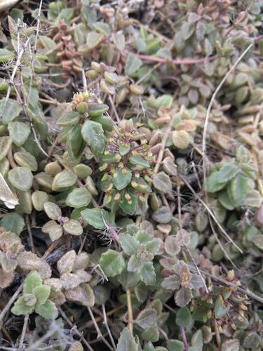 Coleus prostratus, photograph 3
