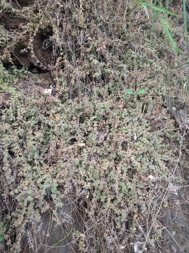 Coleus prostratus, photograph 1