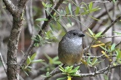 Pachycephala olivacea