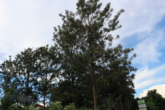 Pinus