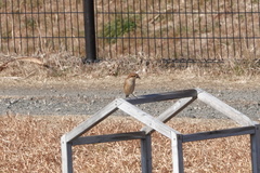 Lanius bucephalus
