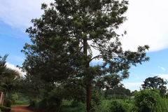 Pinus