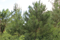 Pinus