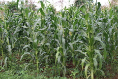 Zea mays