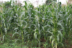 Zea mays