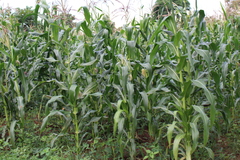 Zea mays