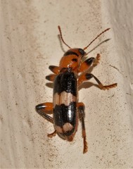 Orthrius tricolor