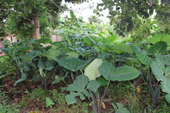 Xanthosoma
