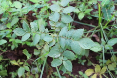Solanum