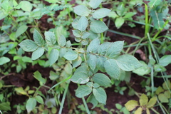 Solanum