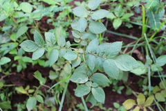 Solanum