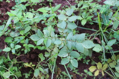 Solanum