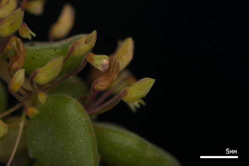 Coleus prostratus, photograph 4