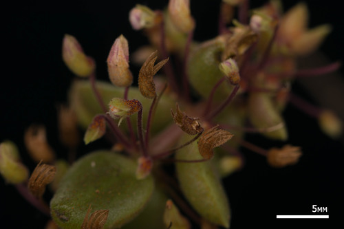 Coleus prostratus