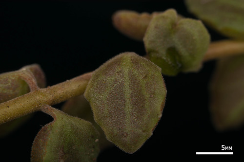 Coleus prostratus, photograph 6