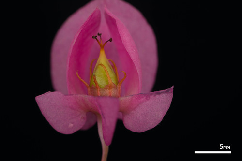 Antigonon leptopus