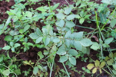 Solanum