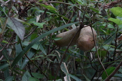 Akebia trifoliata
