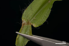 Paspalum fimbriatum