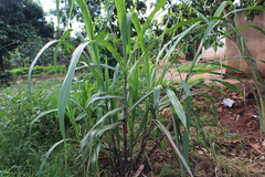 Panicoideae