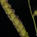 Panama Crowngrass - Photo (c) Kevin Faccenda, some rights reserved (CC BY), uploaded by Kevin Faccenda